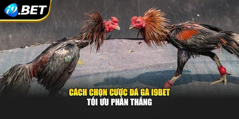 Cách chọn cược đá gà I9BET tối ưu phần thắng