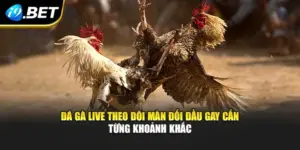 Đá Gà Live Theo Dõi Màn Đối Đầu Gay Cấn Từng Khoảnh Khắc