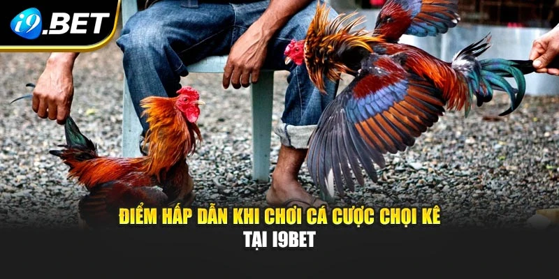 Điểm hấp dẫn khi chơi cá cược chọi kê tại I9BET