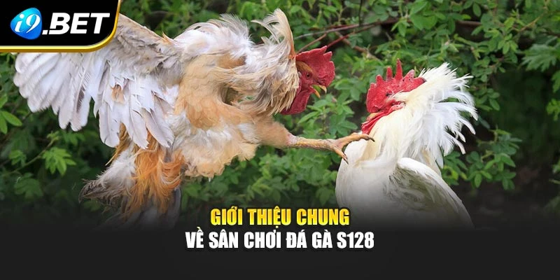 Giới thiệu chung về sân chơi đá gà S128