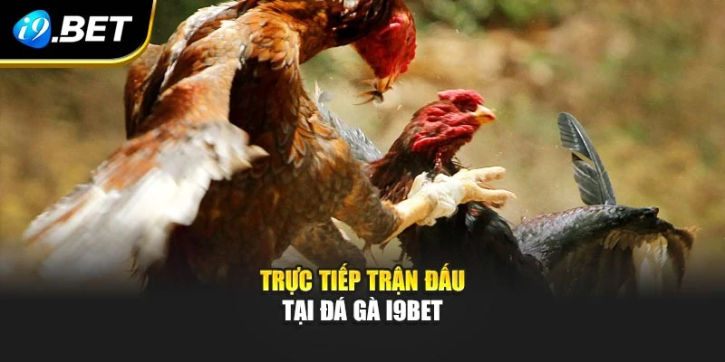 Trực tiếp trận đấu tại đá gà I9BET