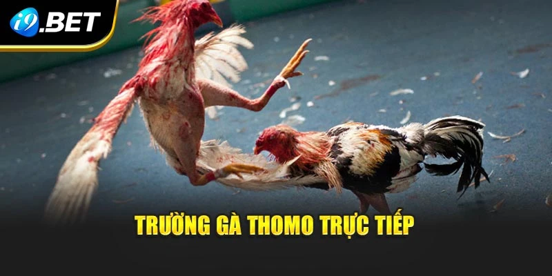 Trường gà Thomo trực tiếp